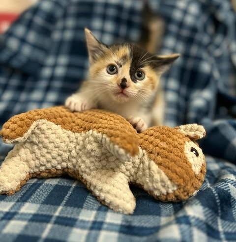 Razzmatazz — thumbnail 4