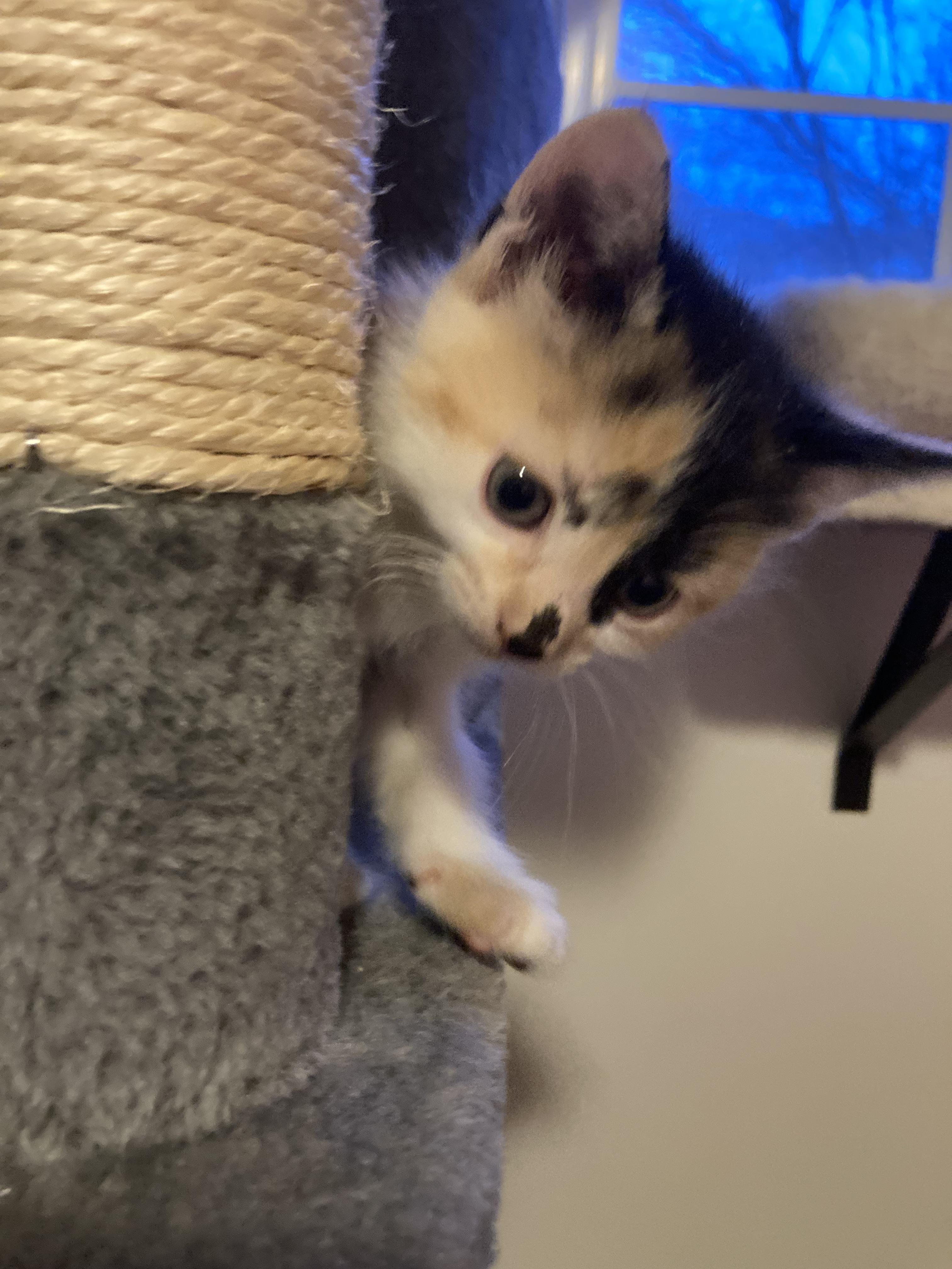 Razzmatazz — thumbnail 5