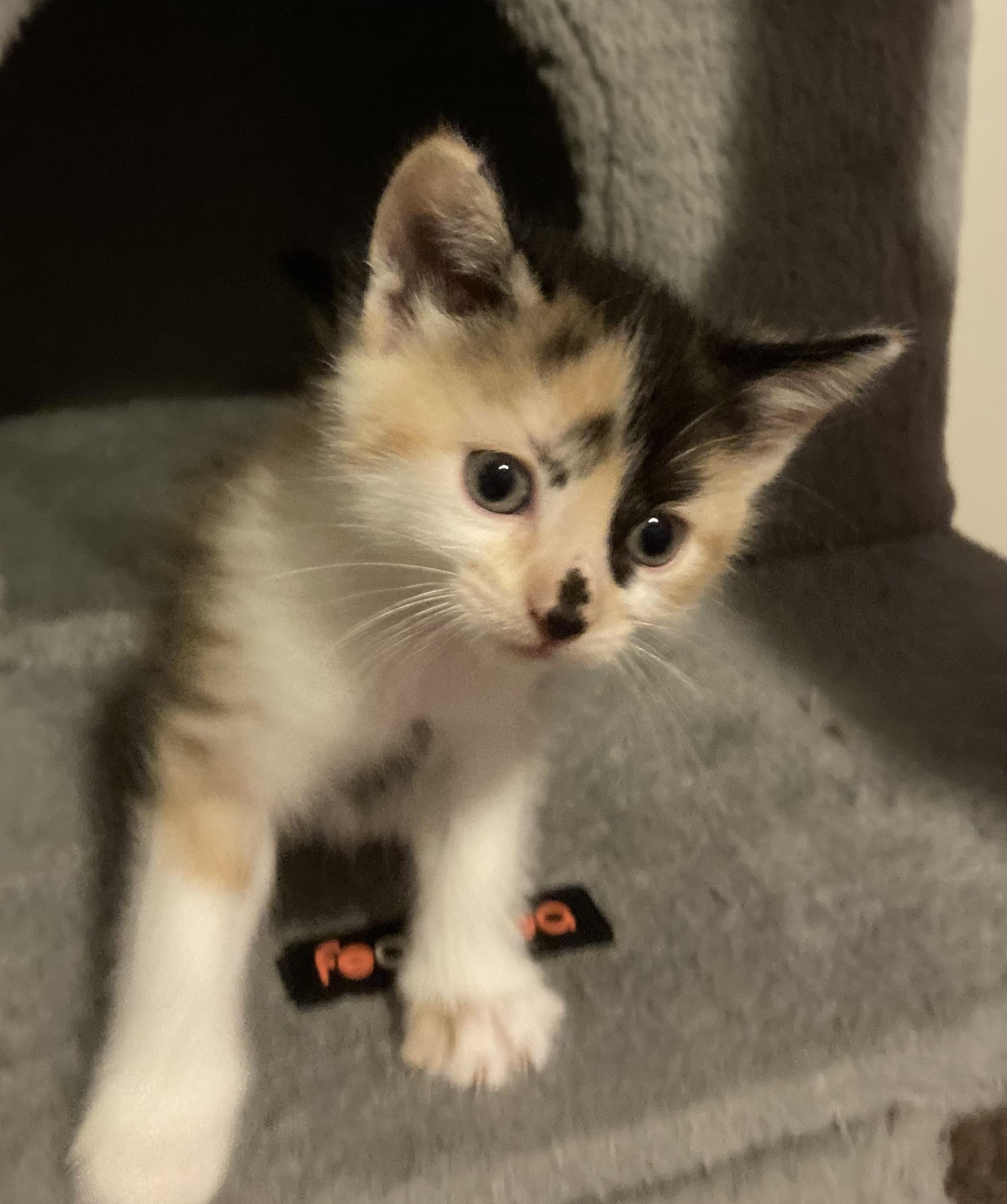 Razzmatazz — thumbnail 6