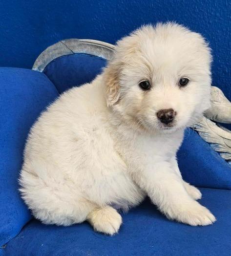 Amadeus, Adoptable, Puppy Male Poodle & Great Pyrenees.