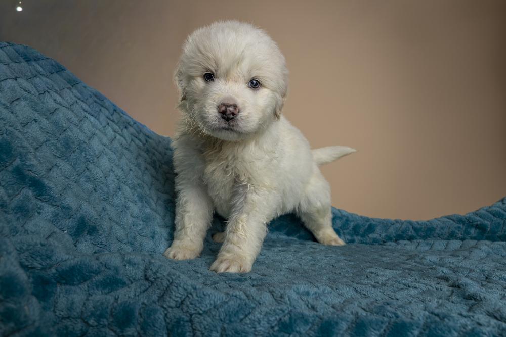 Amadeus, Adoptable, Puppy Male Poodle & Great Pyrenees.