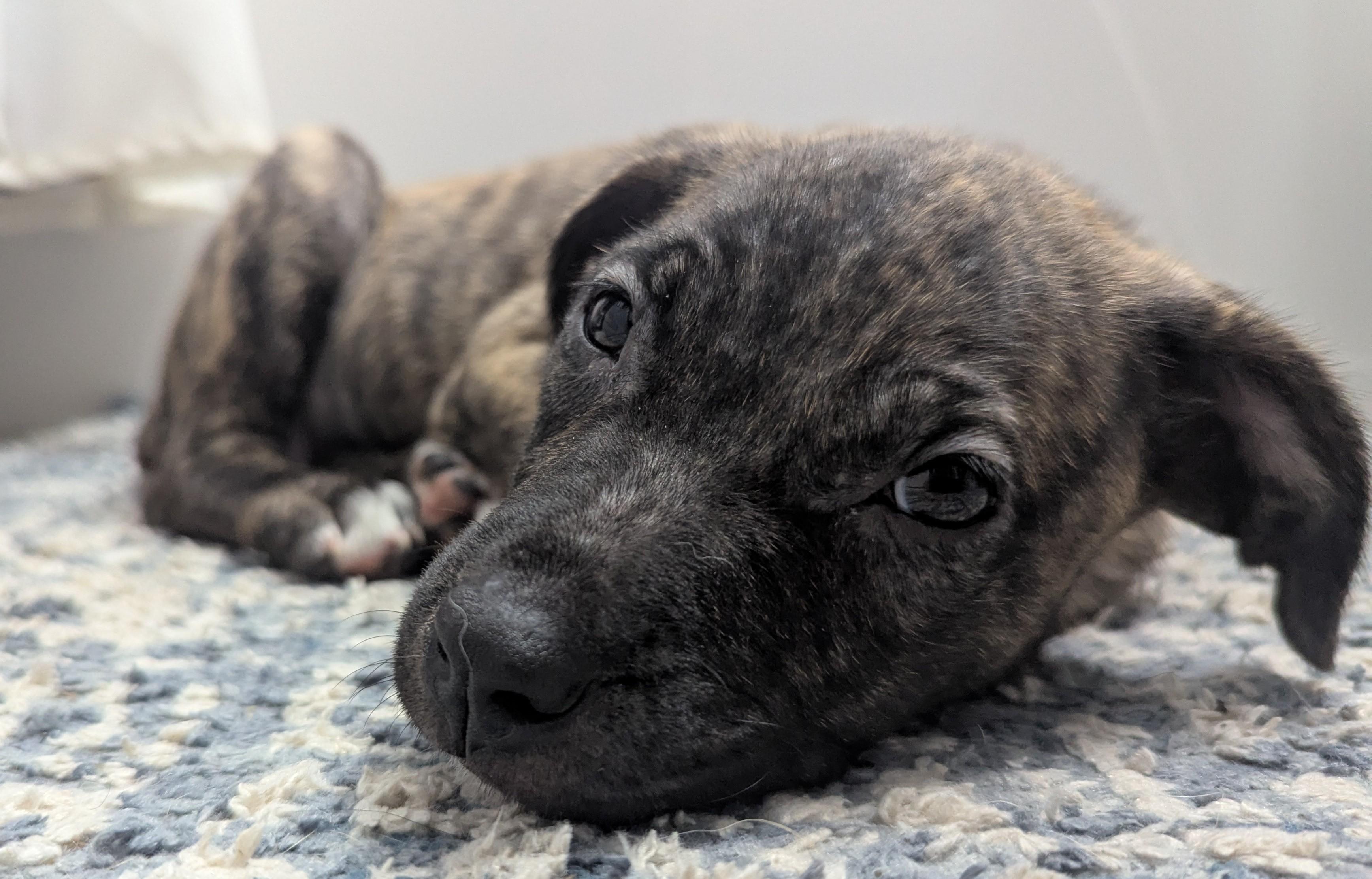 Enlarge Janie, a ADOPTABLE mixed breed in Minneapolis, MN image 3/6