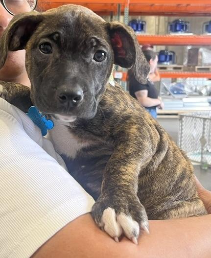 Enlarge Janie, a ADOPTABLE mixed breed in Minneapolis, MN image 5/6