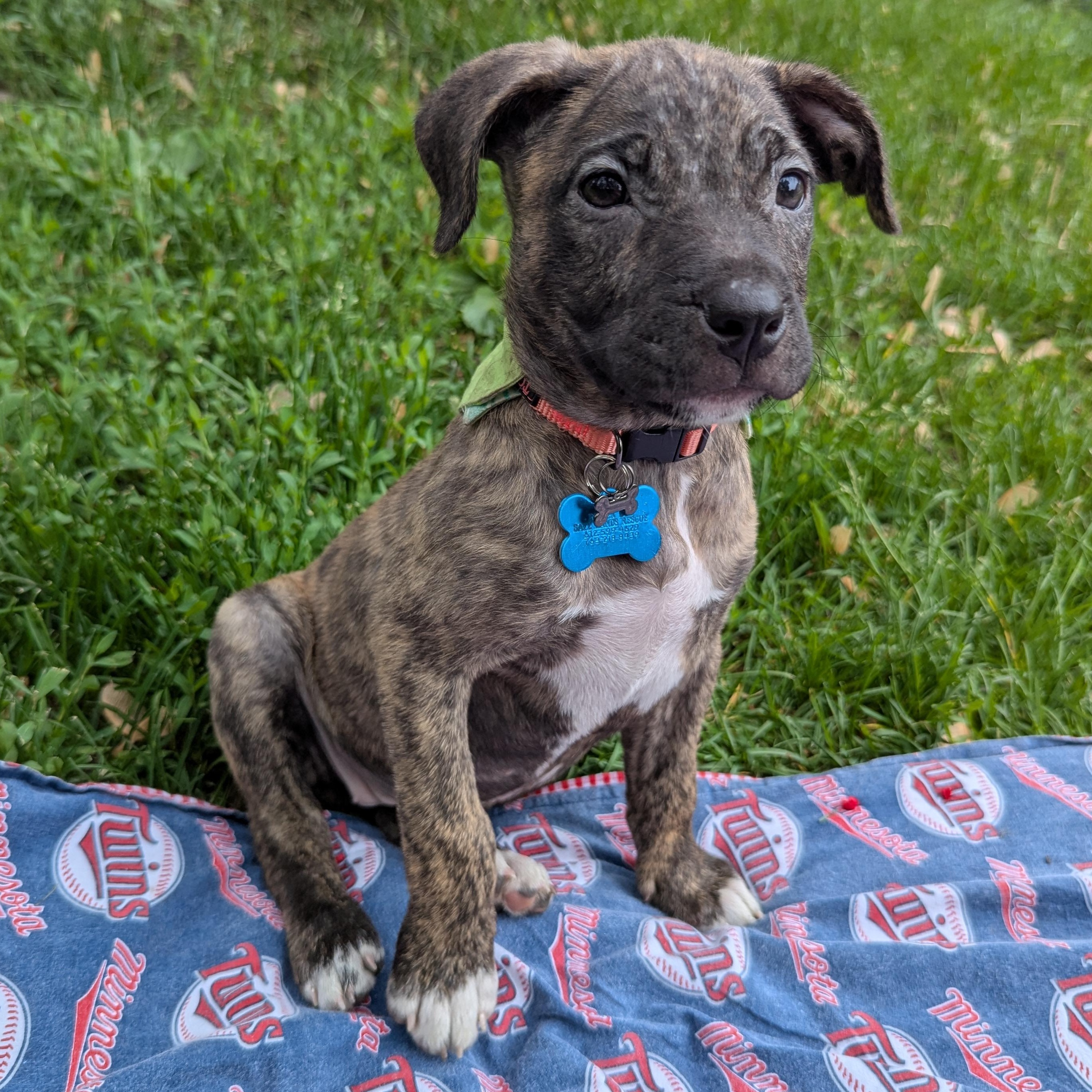 Enlarge Janie, a ADOPTABLE mixed breed in Minneapolis, MN image 1/6