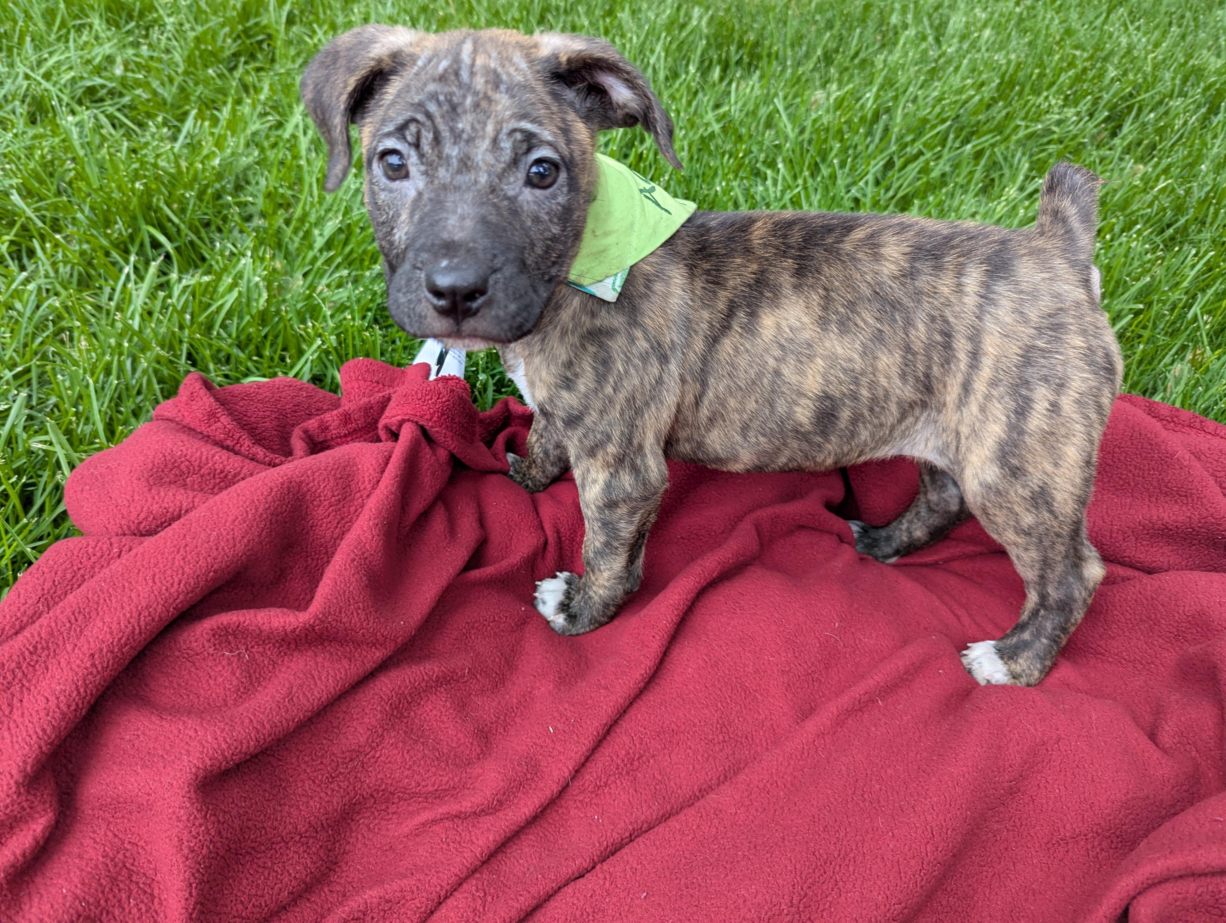 Enlarge Janie, a ADOPTABLE mixed breed in Minneapolis, MN image 2/6