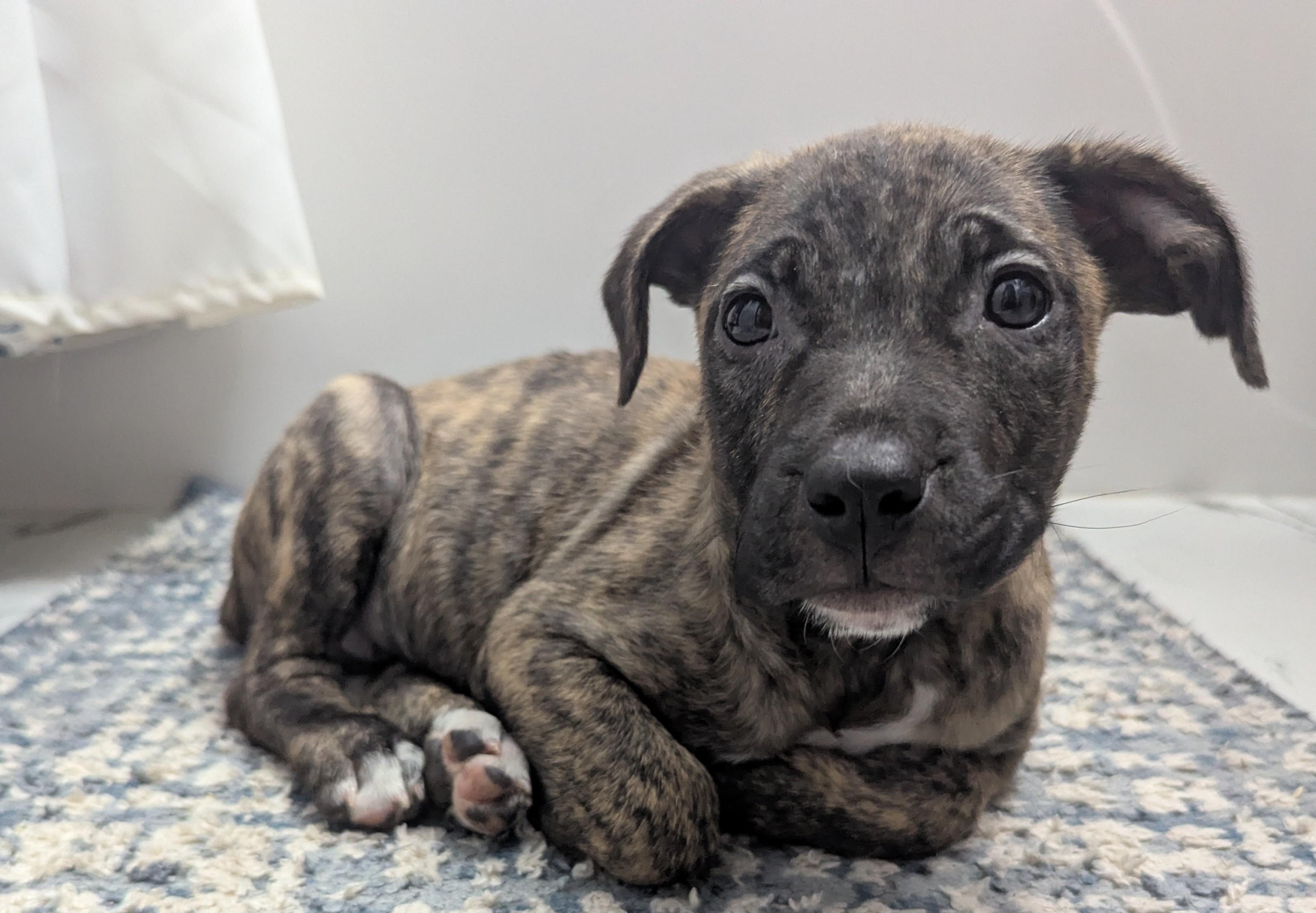 Enlarge Janie, a ADOPTABLE mixed breed in Minneapolis, MN image 4/6