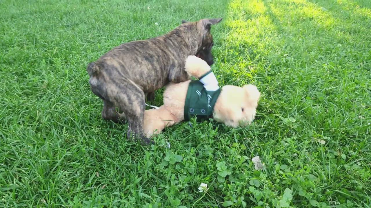 Enlarge Janie, a ADOPTABLE mixed breed in Minneapolis, MN video 6/6