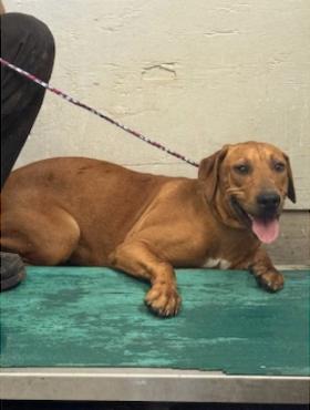 Enlarge ASTRID, a Adoptable mixed breed in Oroville , CA image 5/5