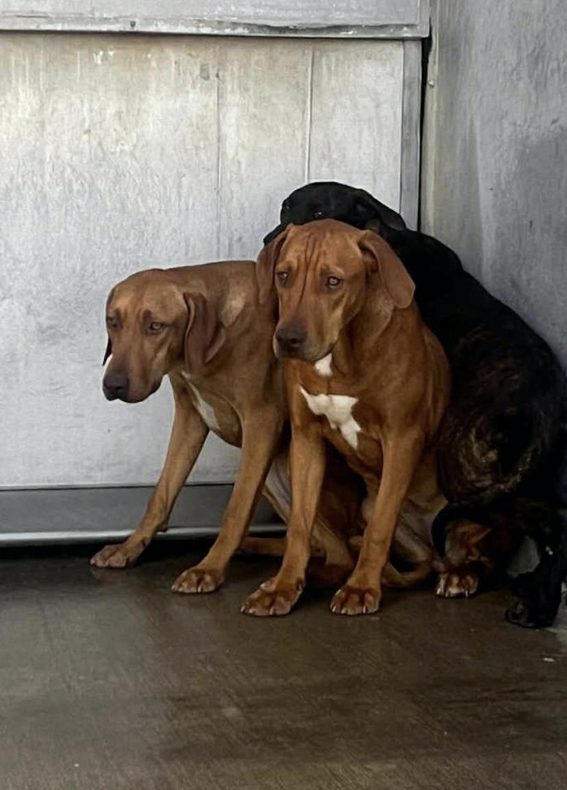 Enlarge ASTRID, a Adoptable mixed breed in Oroville , CA image 2/5