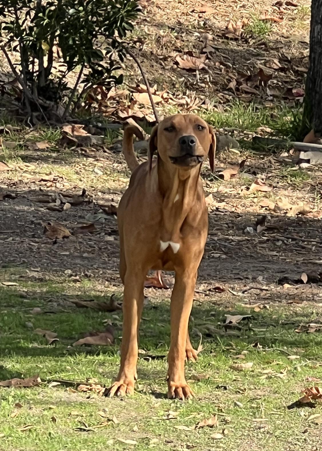 Enlarge ASTRID, a Adoptable mixed breed in Oroville , CA image 3/5