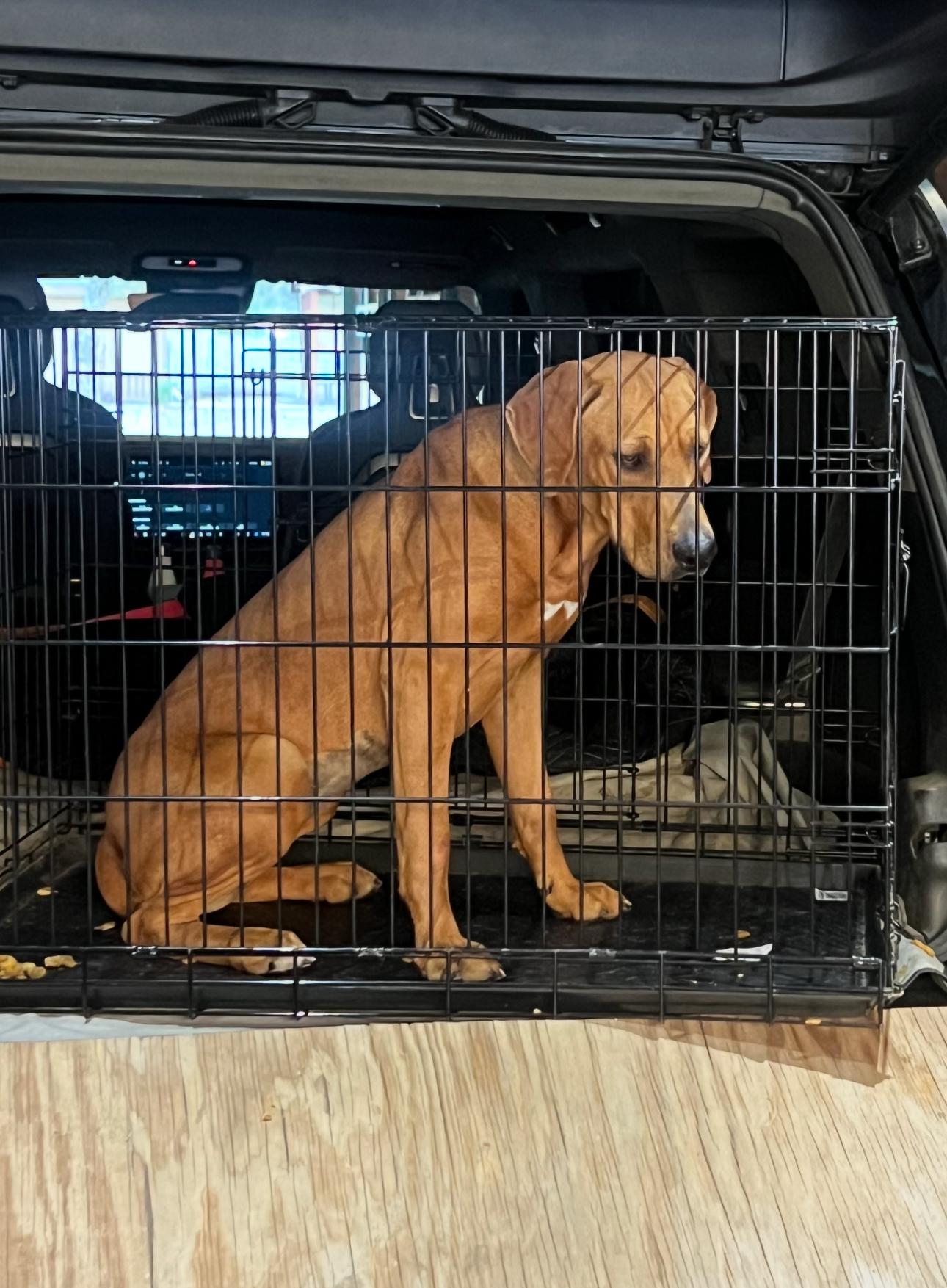 ASTRID, Adoptable, Young Female Rhodesian Ridgeback.
