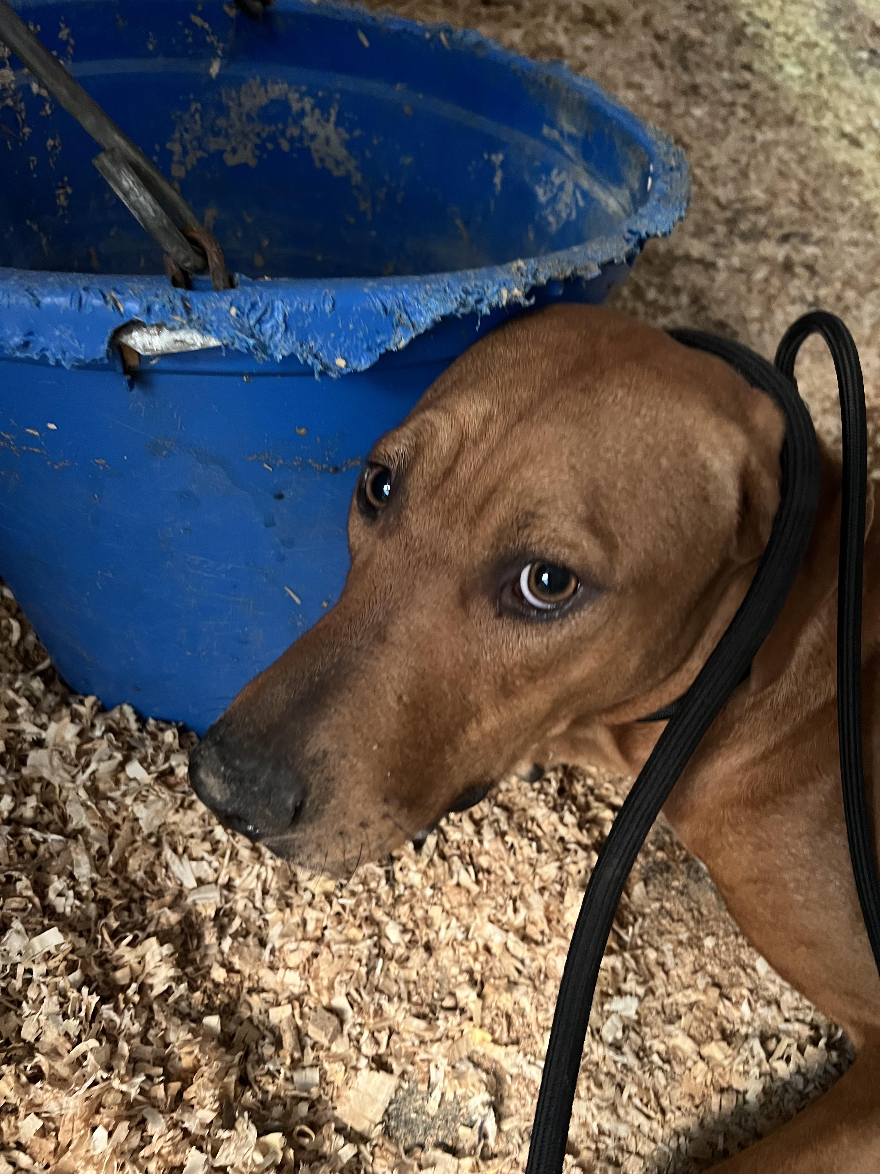 Enlarge ASTRID, a Adoptable mixed breed in Oroville , CA image 4/5