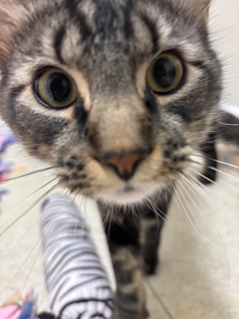 Enlarge Paladin, a Adoptable mixed breed in Fall River, MA image 1/6