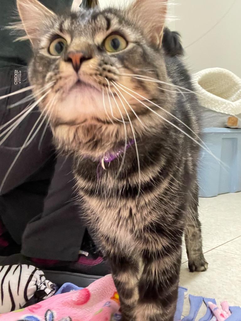 Enlarge Paladin, a Adoptable mixed breed in Fall River, MA image 2/6