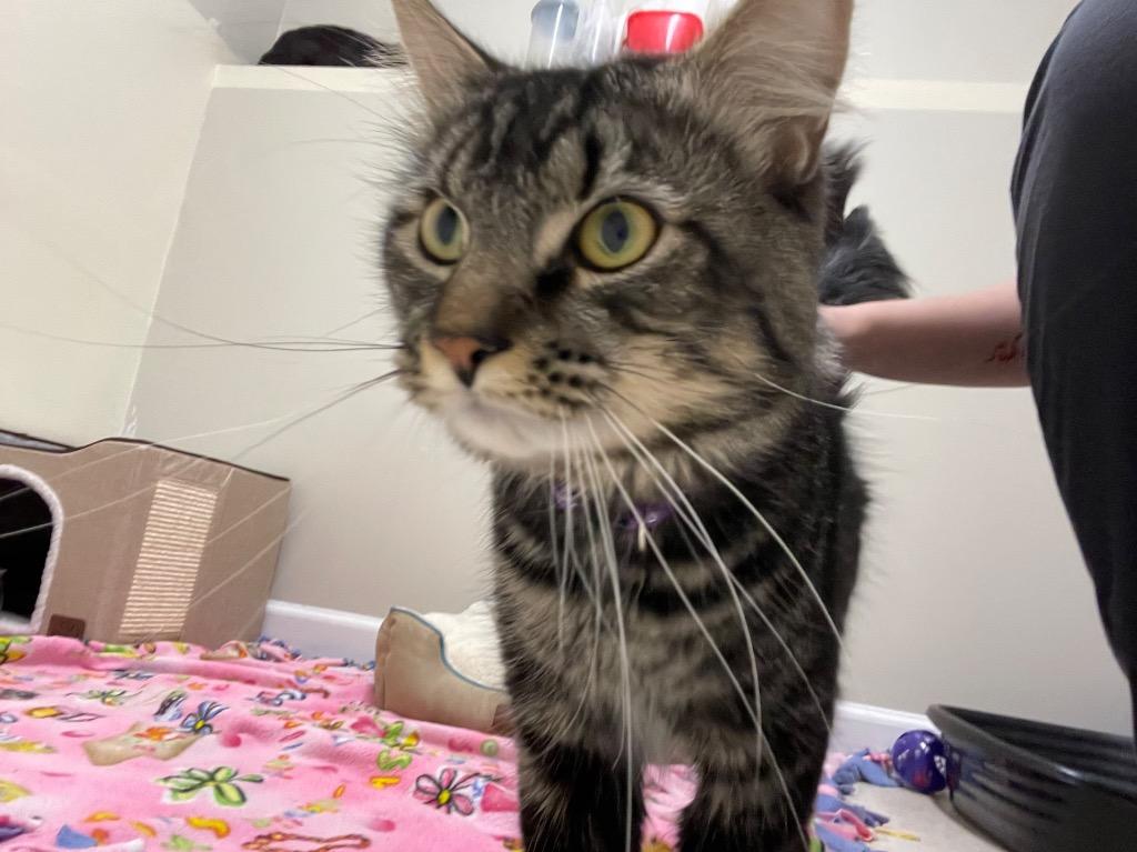 Enlarge Paladin, a Adoptable mixed breed in Fall River, MA image 3/6