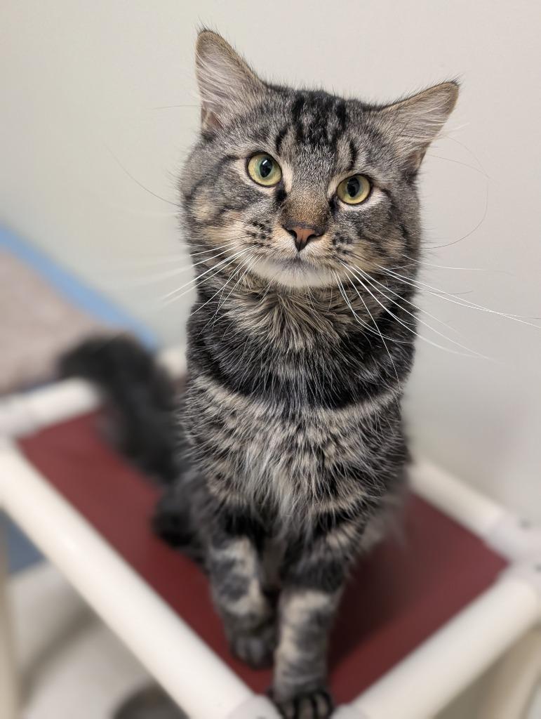 Enlarge Paladin, a Adoptable mixed breed in Fall River, MA image 4/6