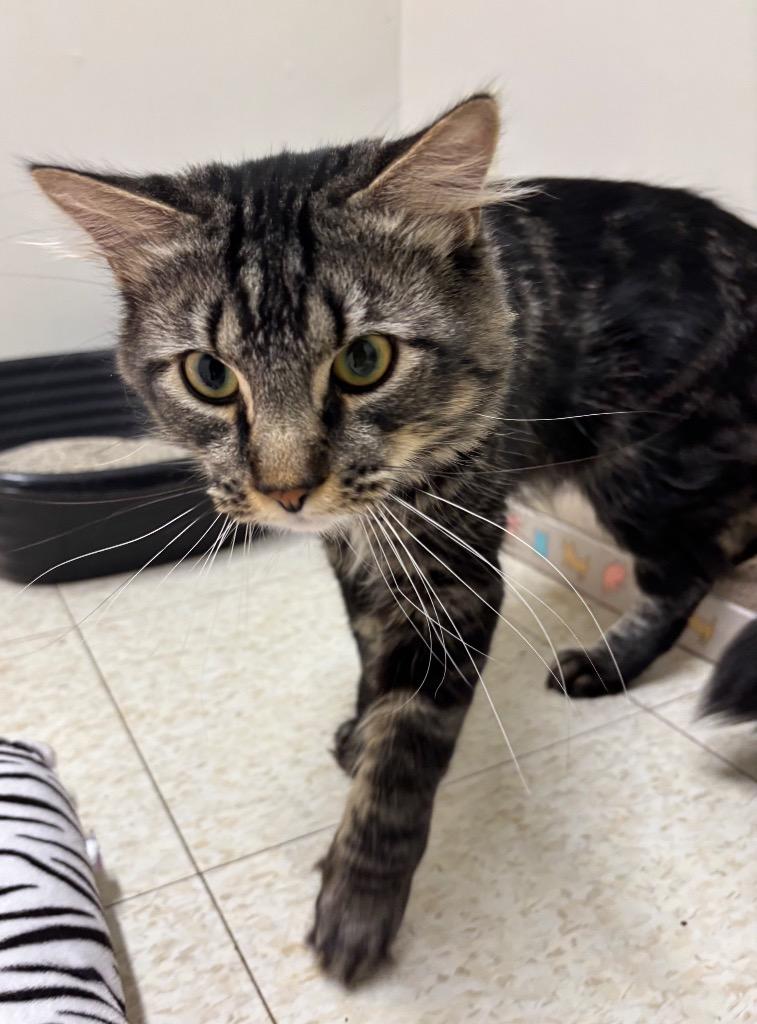 Enlarge Paladin, a Adoptable mixed breed in Fall River, MA image 5/6