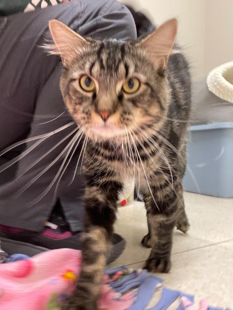 Enlarge Paladin, a Adoptable mixed breed in Fall River, MA image 6/6