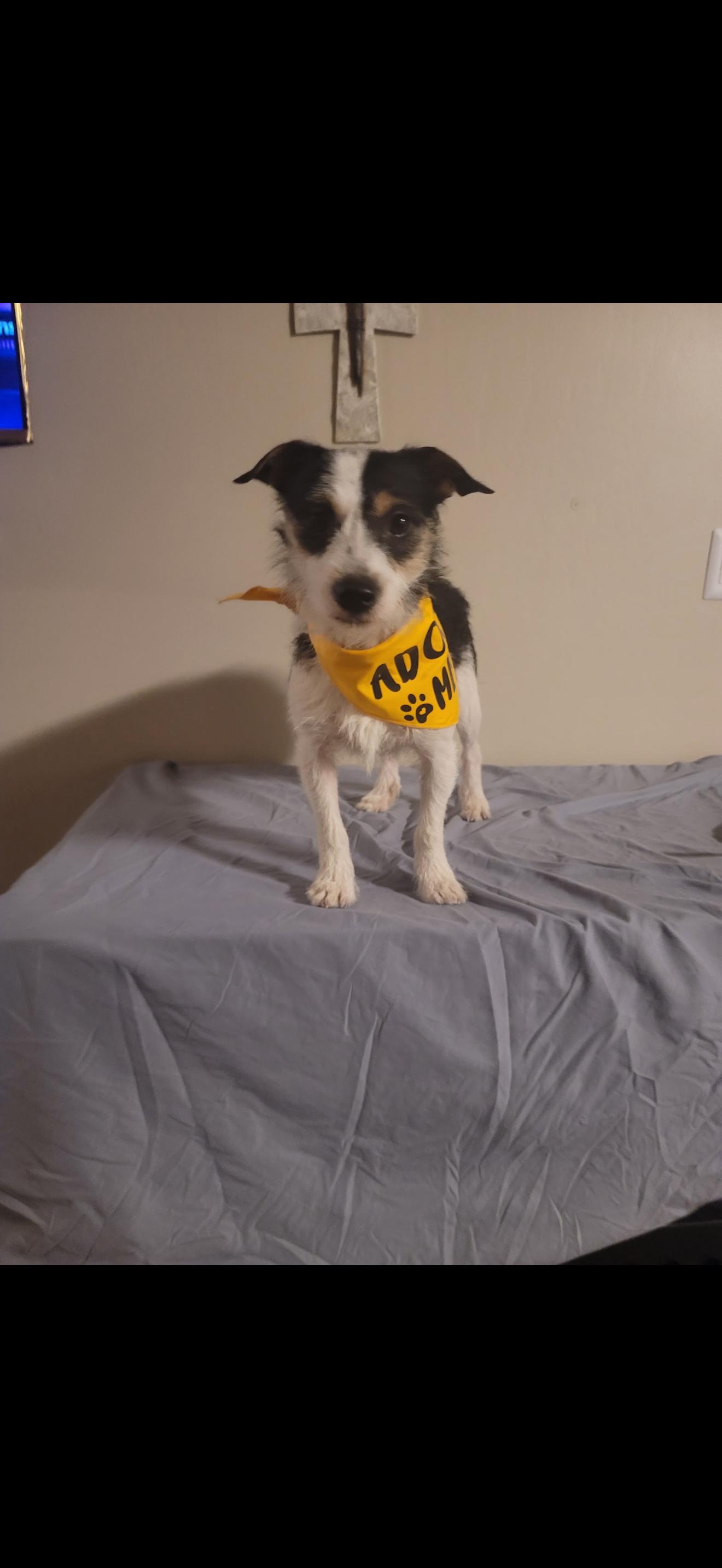 Enlarge Buddy - The Sweet Terrier , a ADOPTABLE Terrier in Bakersfield , CA image 2/3