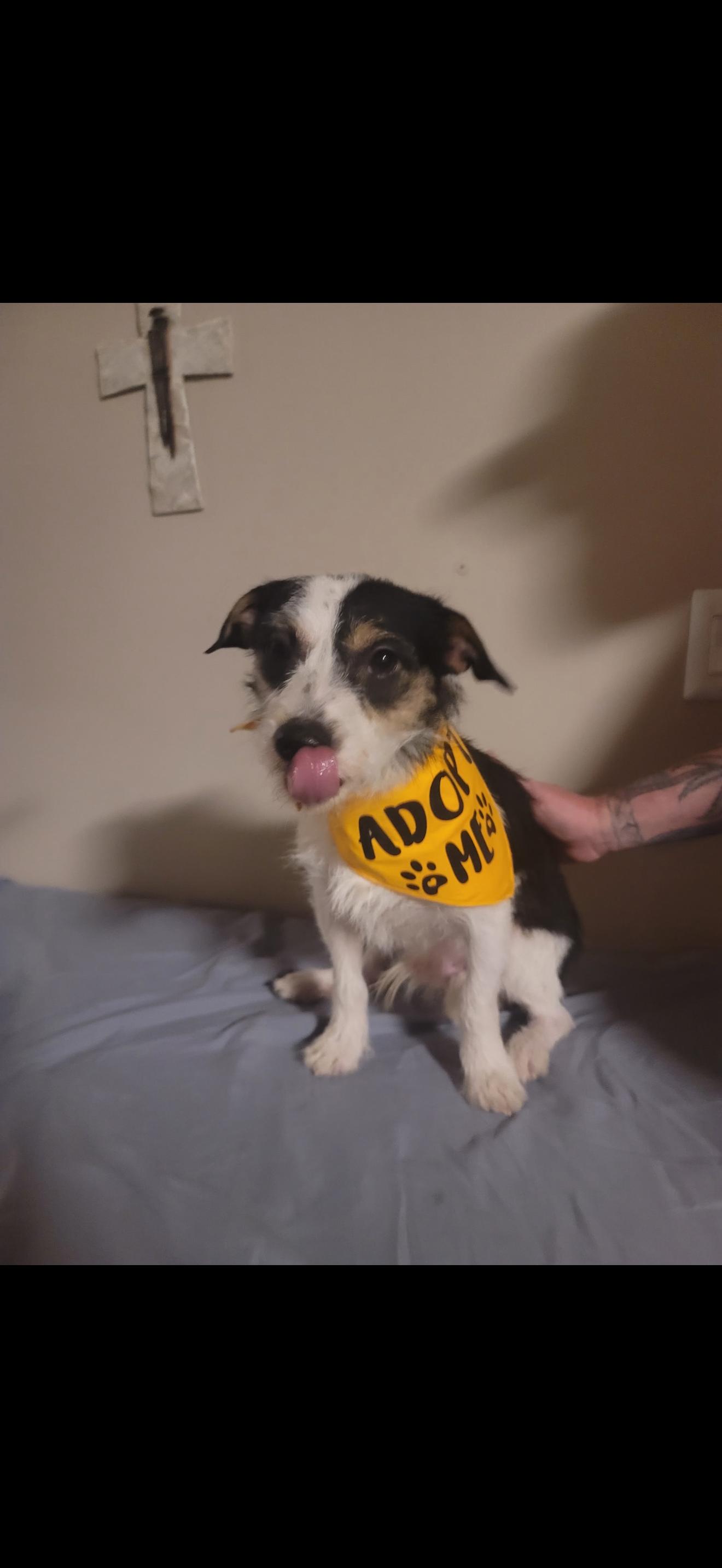 Enlarge Buddy - The Sweet Terrier , a ADOPTABLE Terrier in Bakersfield , CA image 3/3