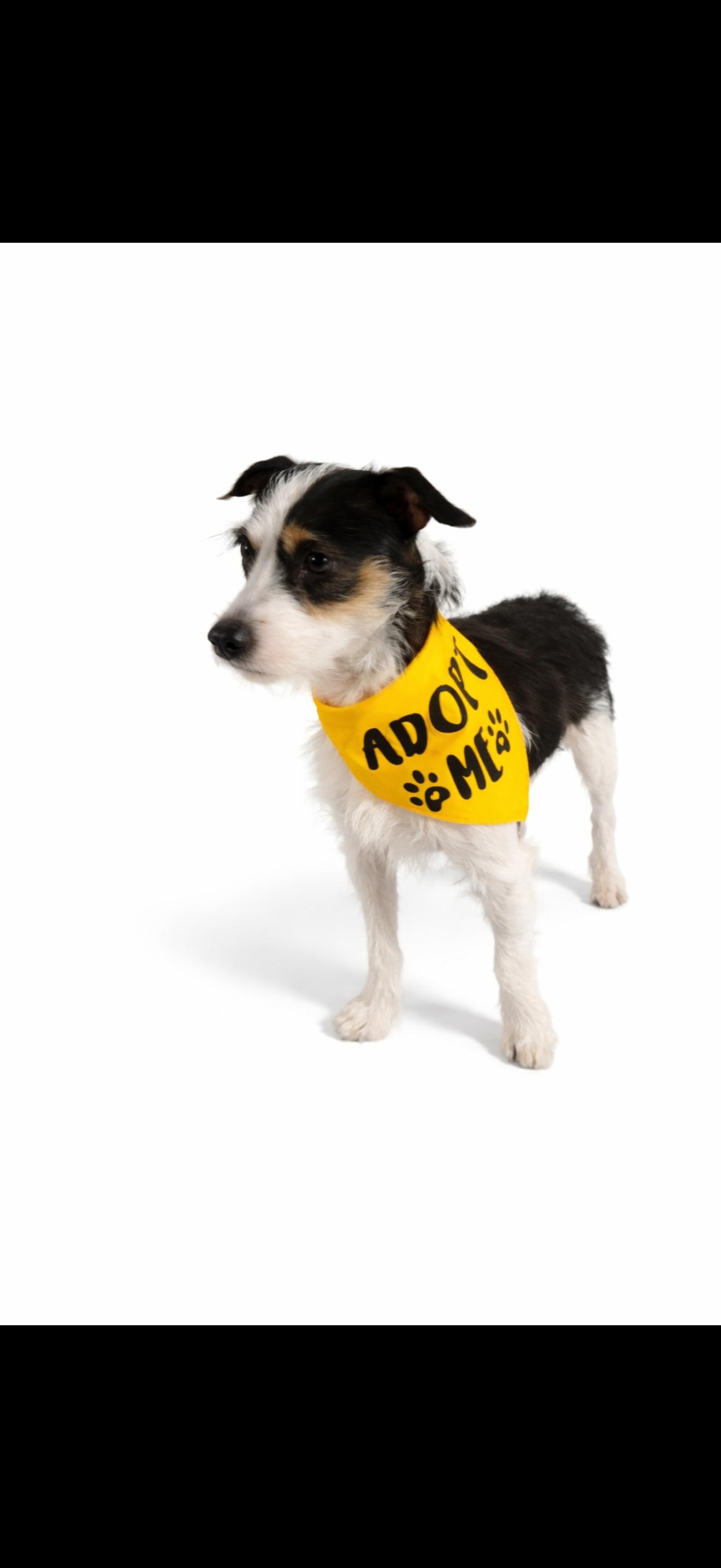 Enlarge Buddy - The Sweet Terrier , a ADOPTABLE Terrier in Bakersfield , CA image 1/3