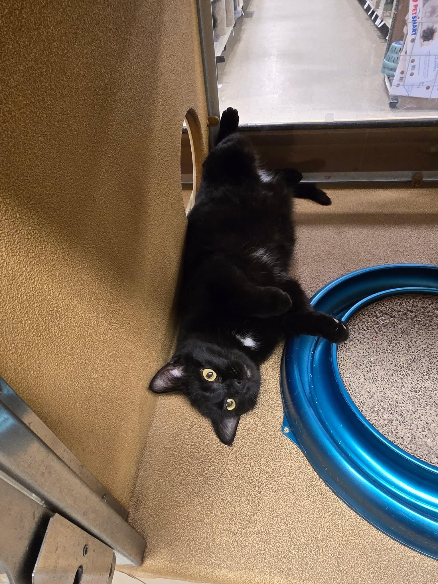 Jughead Jones - At Petsmart, ADOPTABLE, Adult Male Domestic Short Hair.