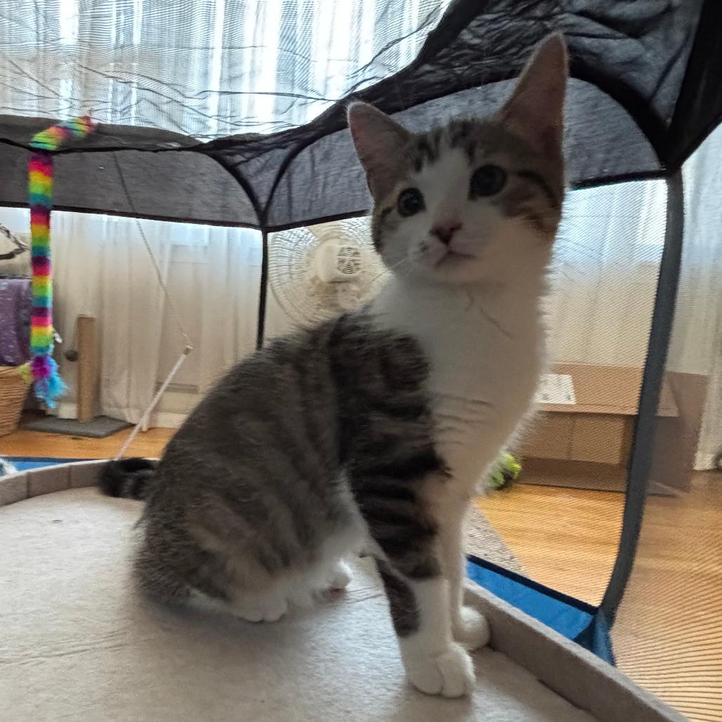 Fortuna, Adoptable, Kitten Female Domestic Short Hair.