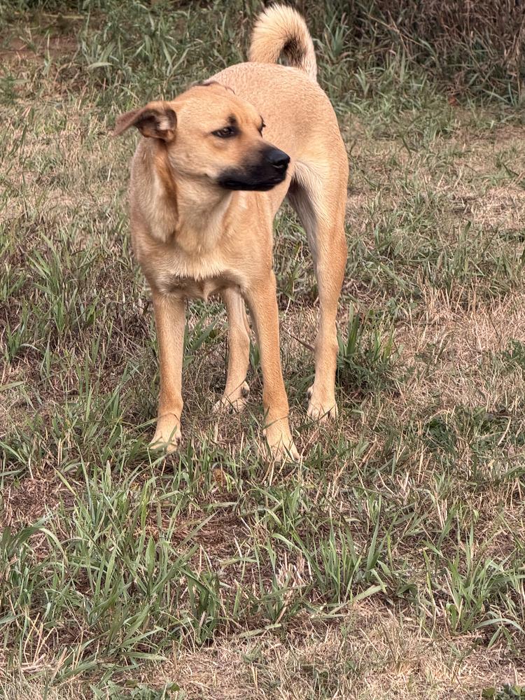Bonita, a Adoptable mixed breed in Hastings, MN image 1/3