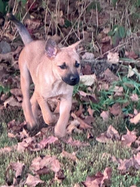 Enlarge Bonita, a Adoptable mixed breed in Hastings, MN image 1/4