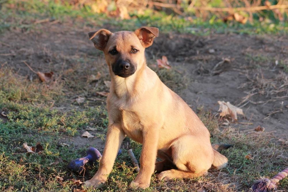 Enlarge Bonita, a Adoptable mixed breed in Hastings, MN image 2/4