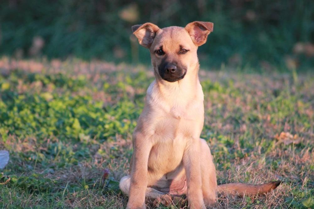 Enlarge Bonita, a Adoptable mixed breed in Hastings, MN image 3/4