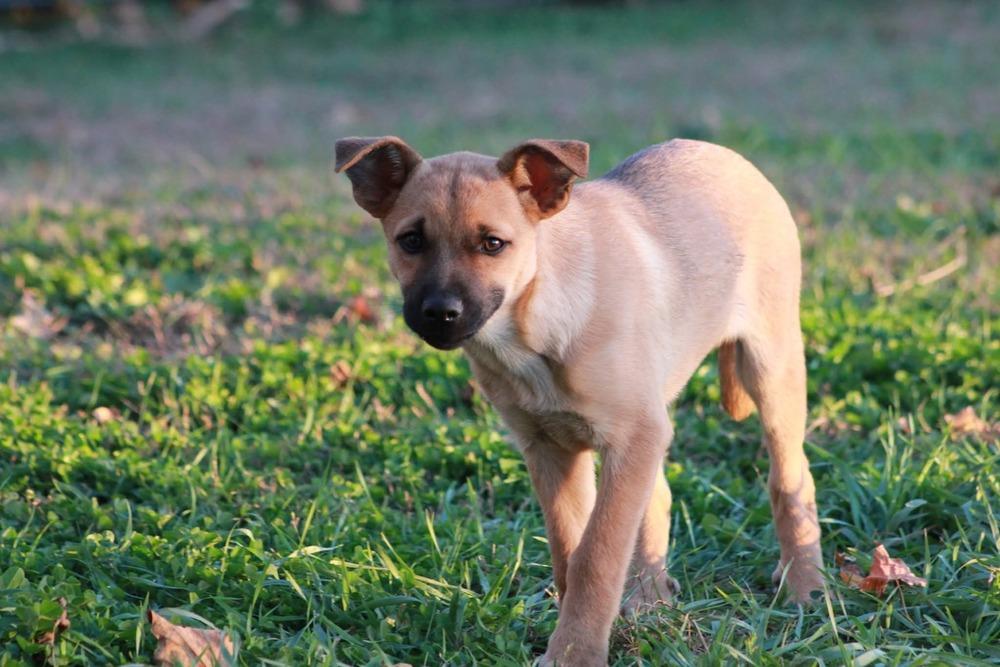 Enlarge Bonita, a Adoptable mixed breed in Hastings, MN image 4/4
