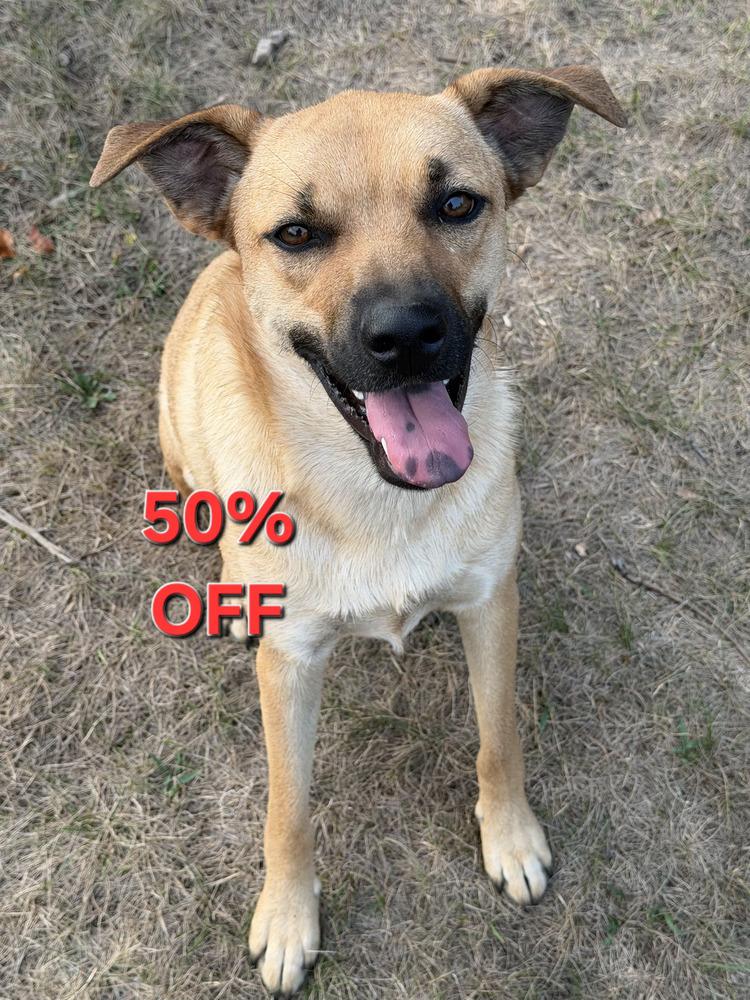 Bonita, a Adoptable mixed breed in Hastings, MN image 3/3