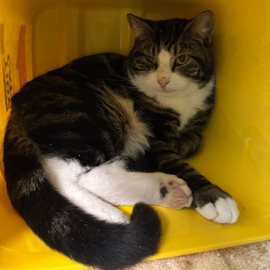 Bruce, Adoptable, Young Male Domestic Short Hair.