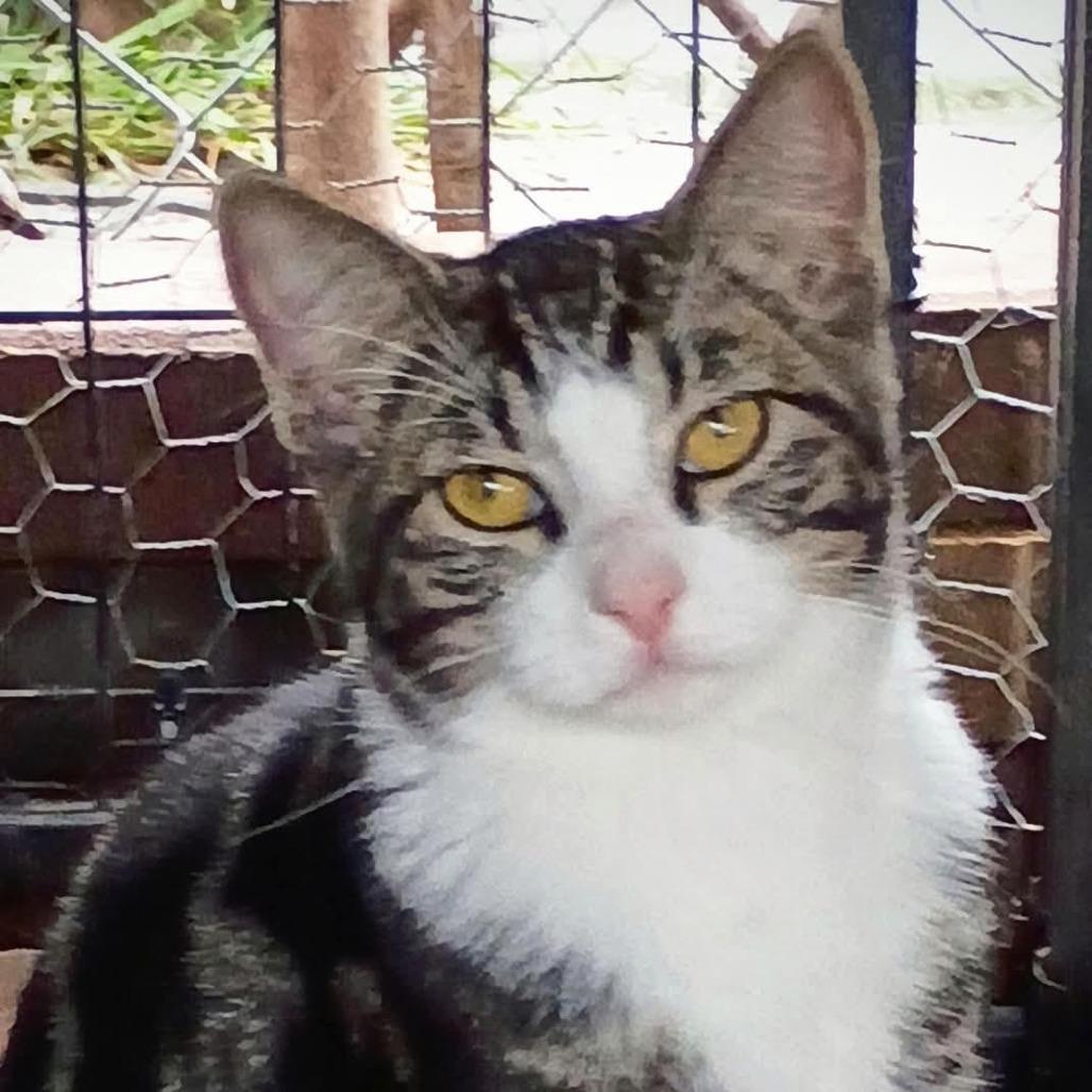 Enlarge Bruce, a Adoptable Domestic Short Hair in Manhattan, KS image 1/1