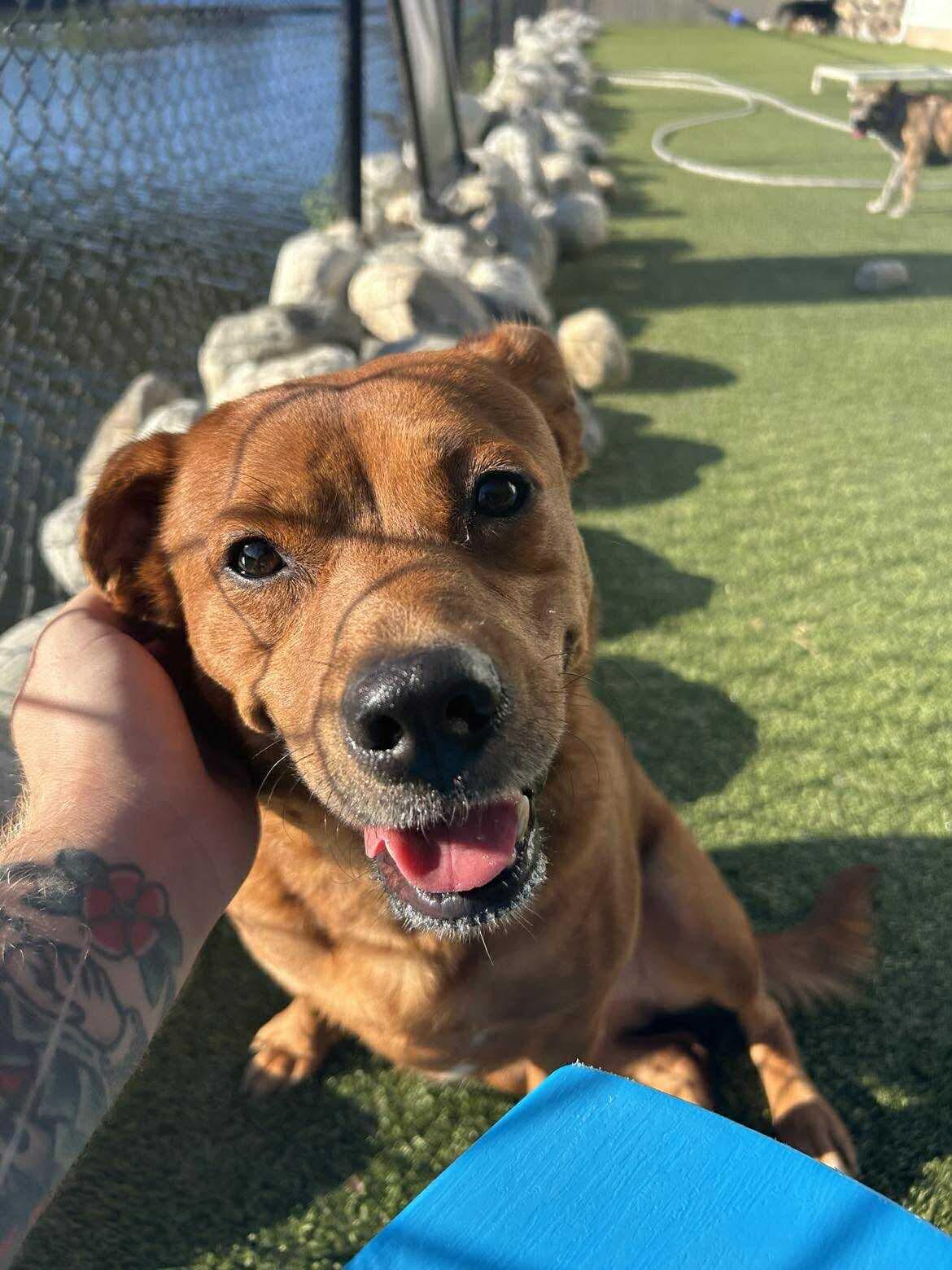 GINGER