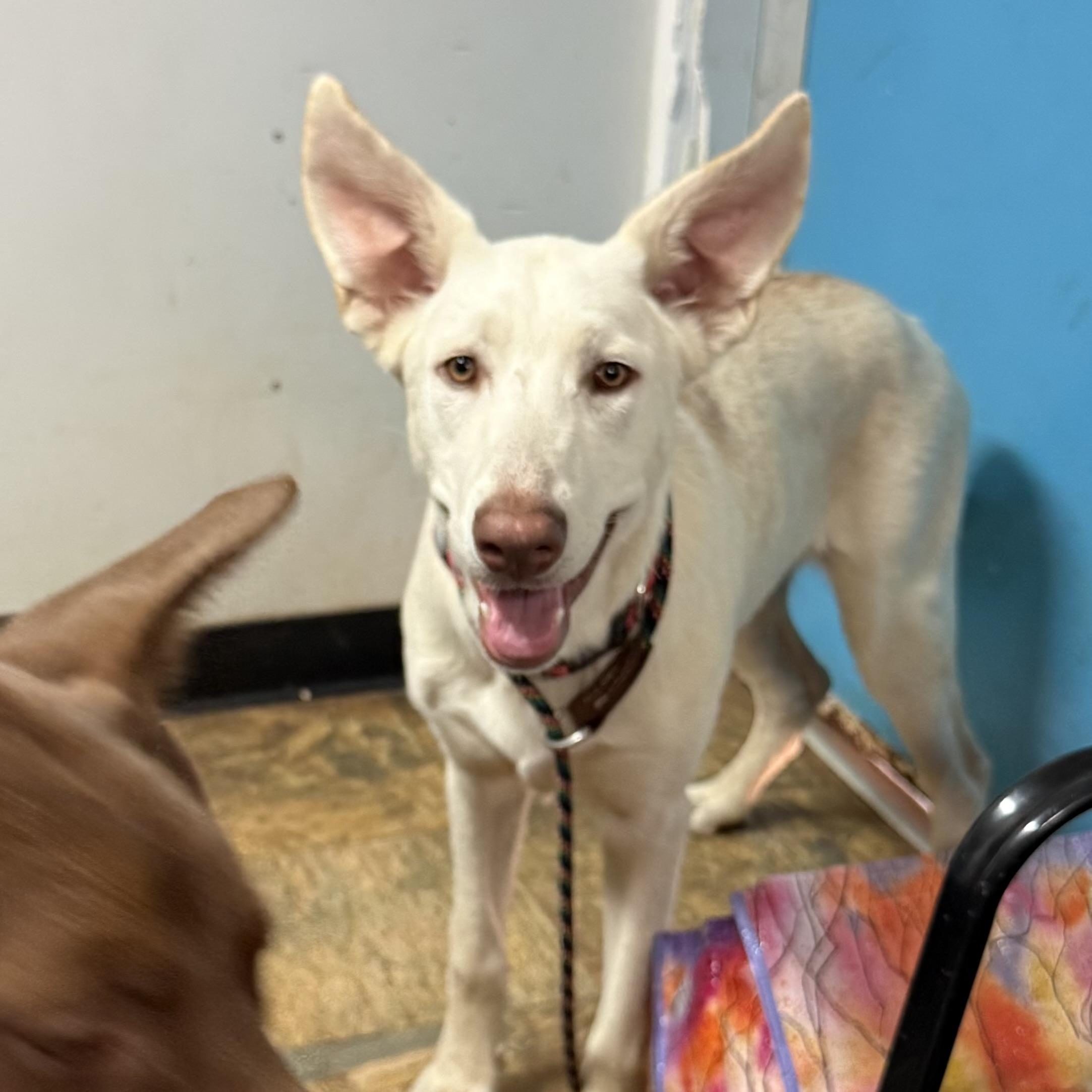 Enlarge Elevator, a Adoptable mixed breed in White Stone, VA image 4/6