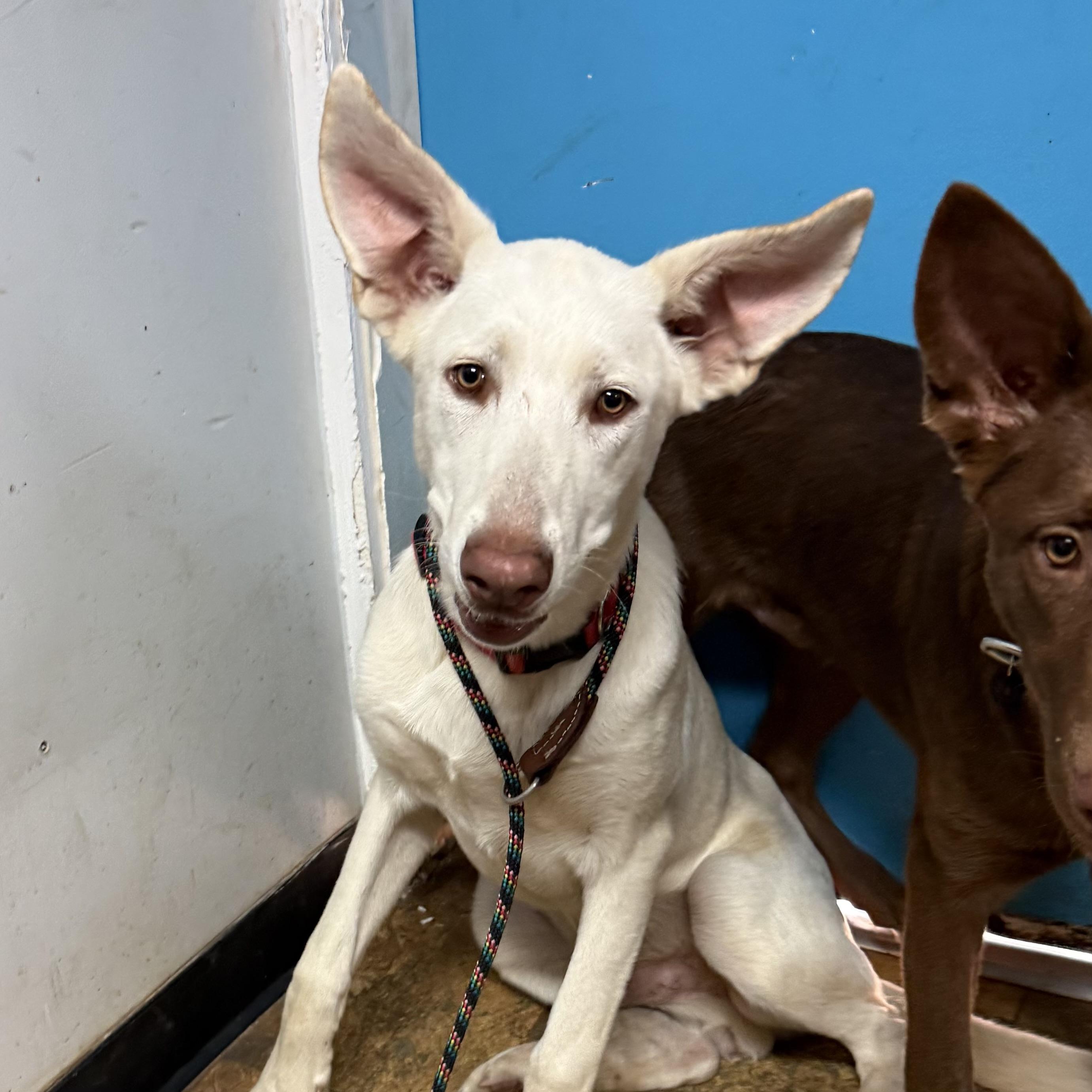Enlarge Elevator, a Adoptable mixed breed in White Stone, VA image 6/6
