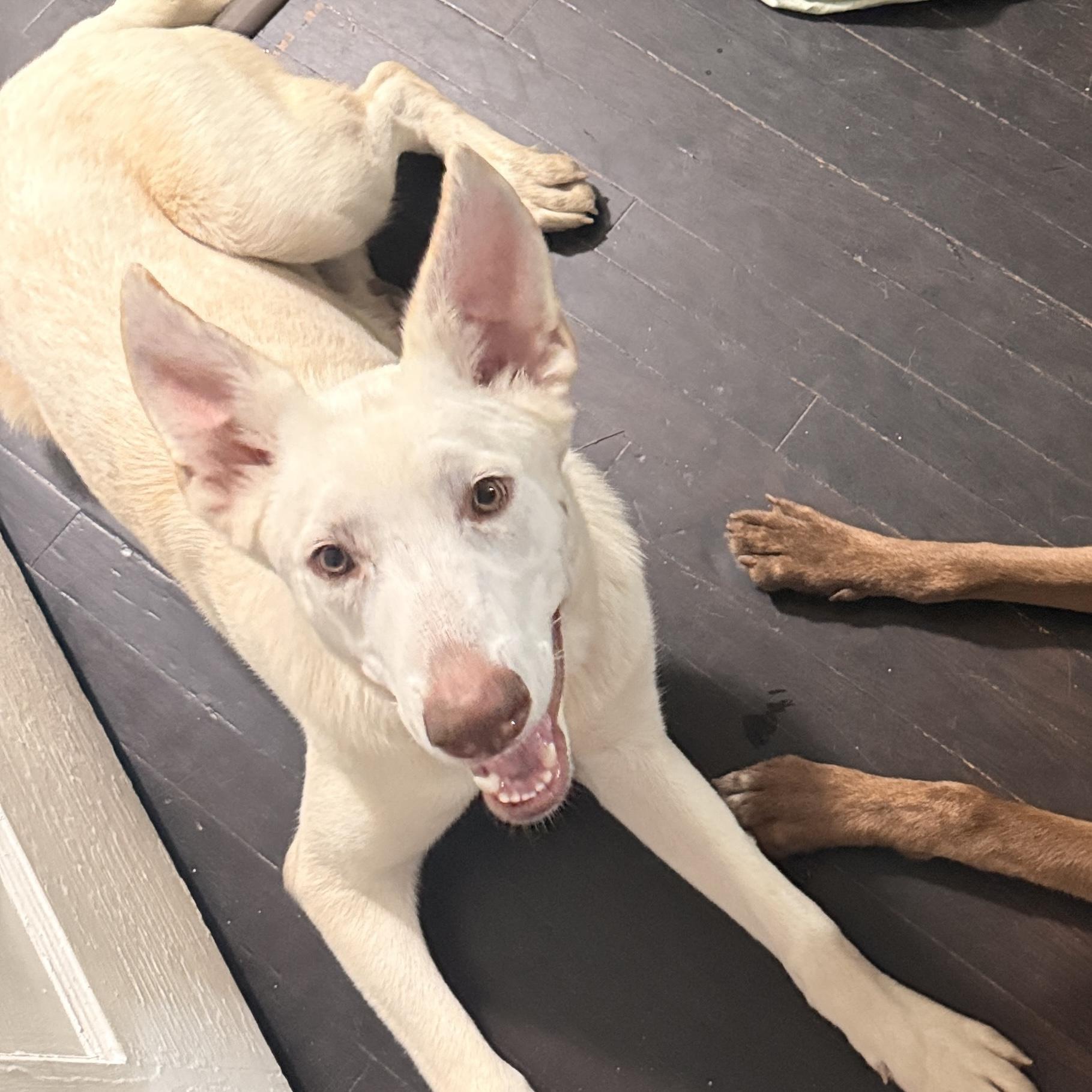 Enlarge Elevator, a Adoptable mixed breed in White Stone, VA image 2/6