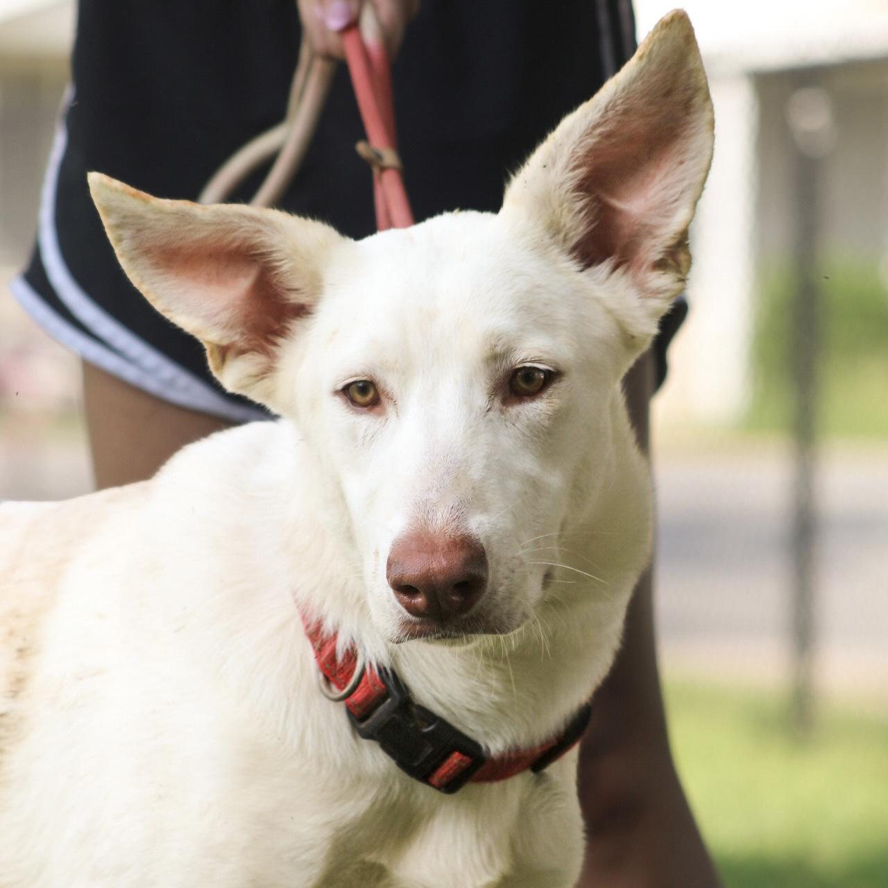 Elevator, Adoptable, Young Male Labrador Retriever & Shepherd.