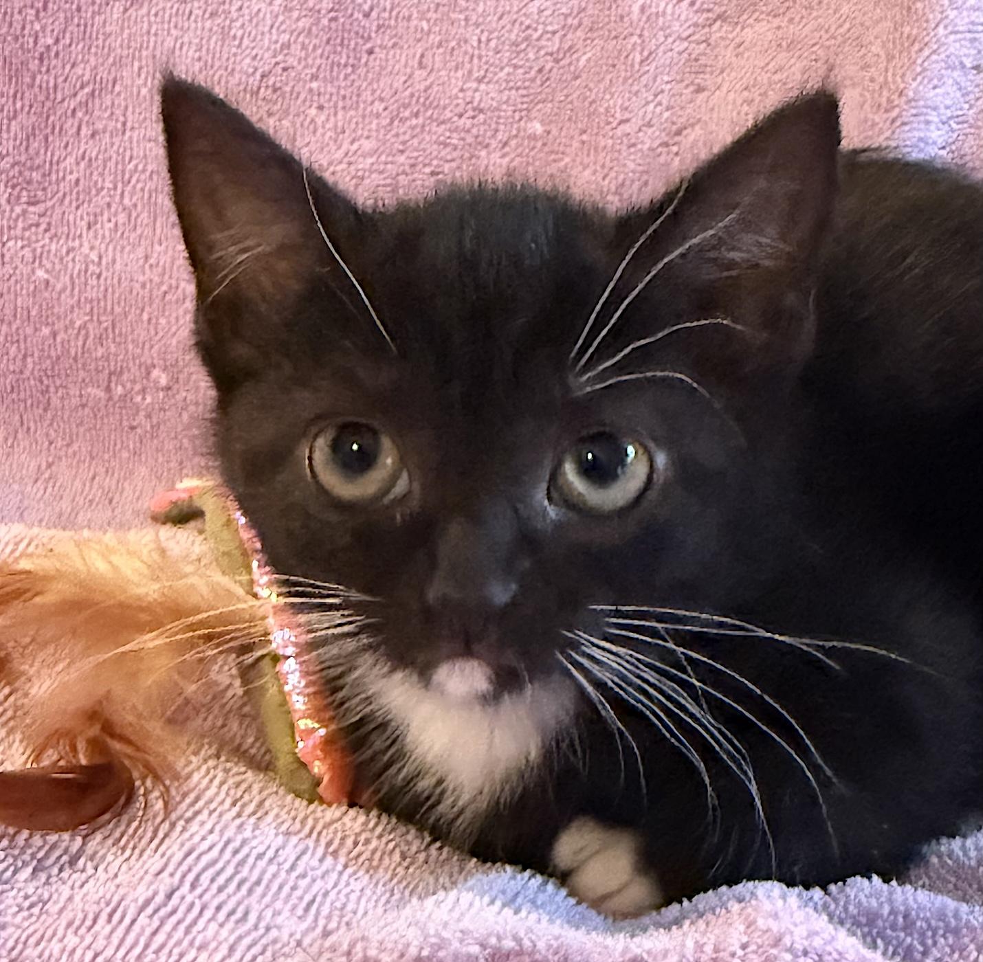 Enlarge Mittens, a Adoptable Domestic Short Hair in Bedford, VA image 2/3