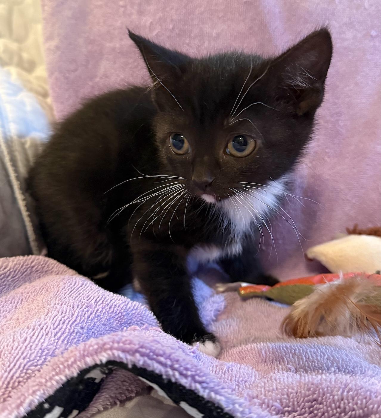 Enlarge Mittens, a Adoptable Domestic Short Hair in Bedford, VA image 1/3