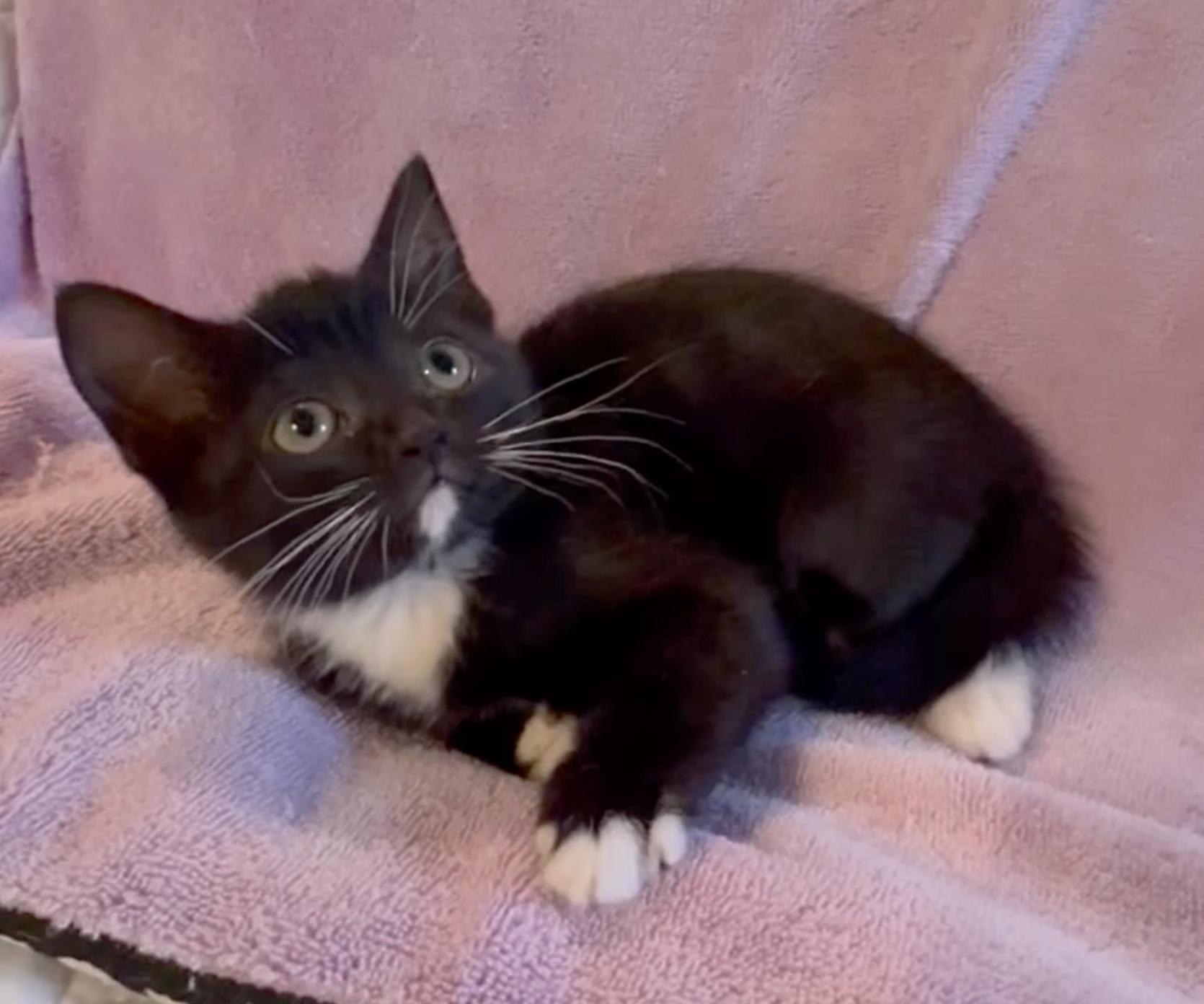 Enlarge Mittens, a Adoptable Domestic Short Hair in Bedford, VA image 3/3