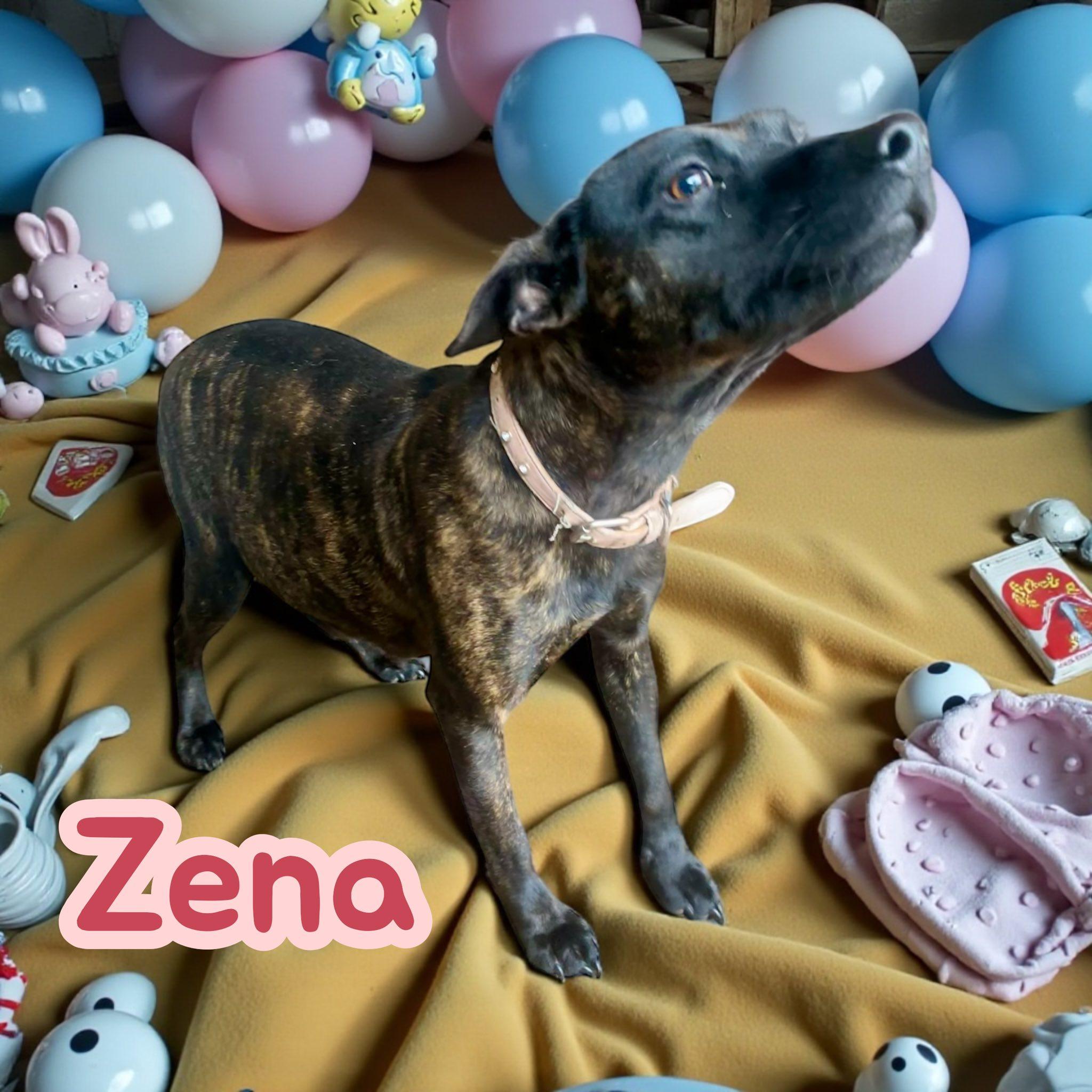Zena
