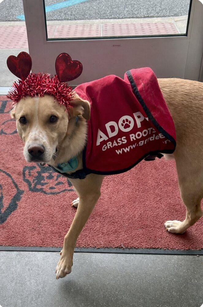 Enlarge Charlie Barkin, a Adoptable mixed breed in Milton, DE image 2/4