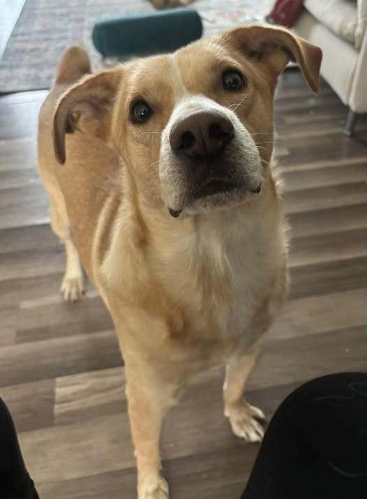 Charlie Barkin, Adoptable, Adult Male Mixed Breed.