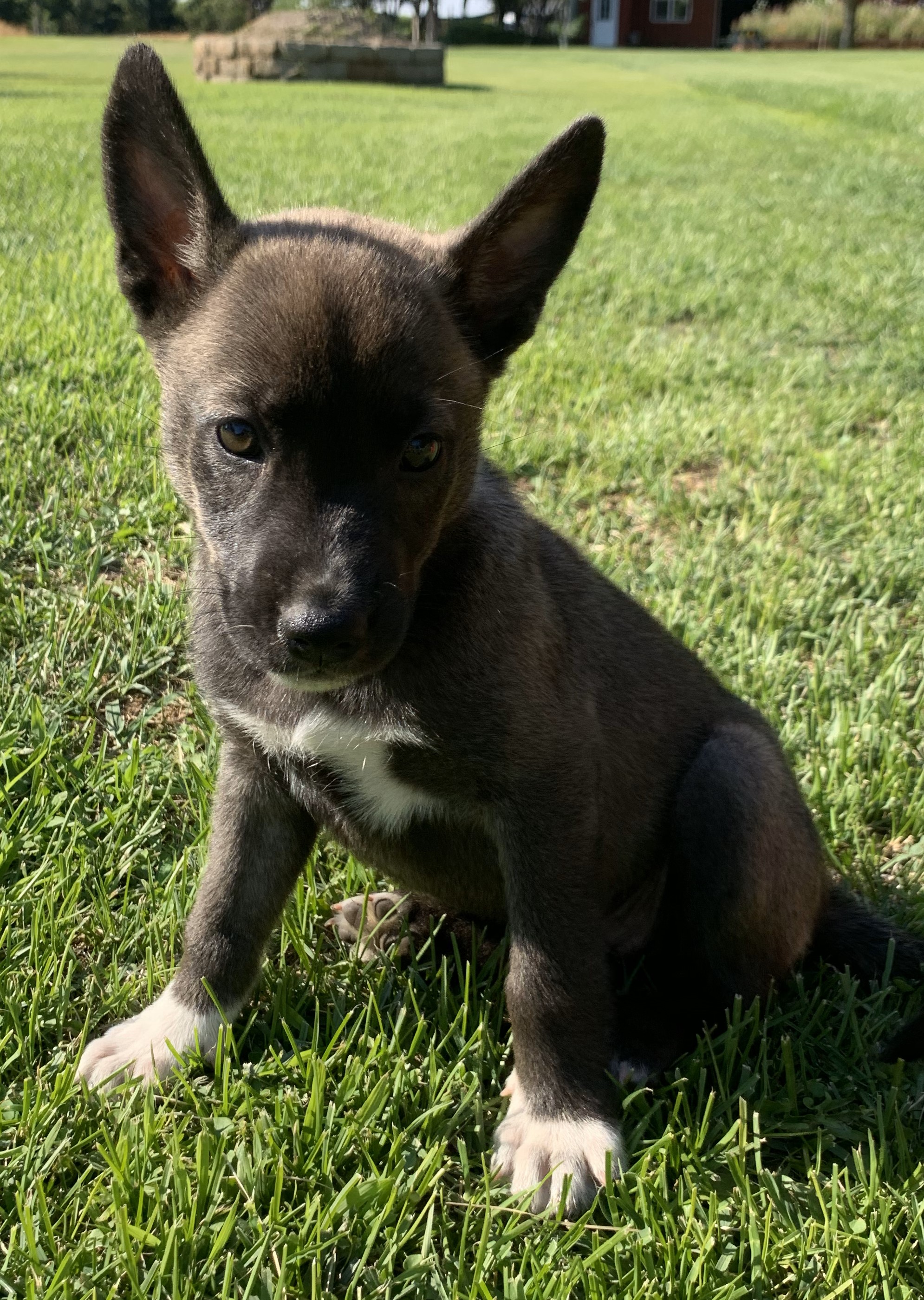 Dog for adoption Zima, a Collie & Terrier Mix in Lodi, CA Petfinder