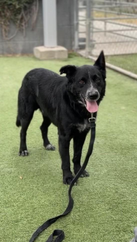WALDO, Adoptable, Adult Male Labrador Retriever & Mixed Breed.