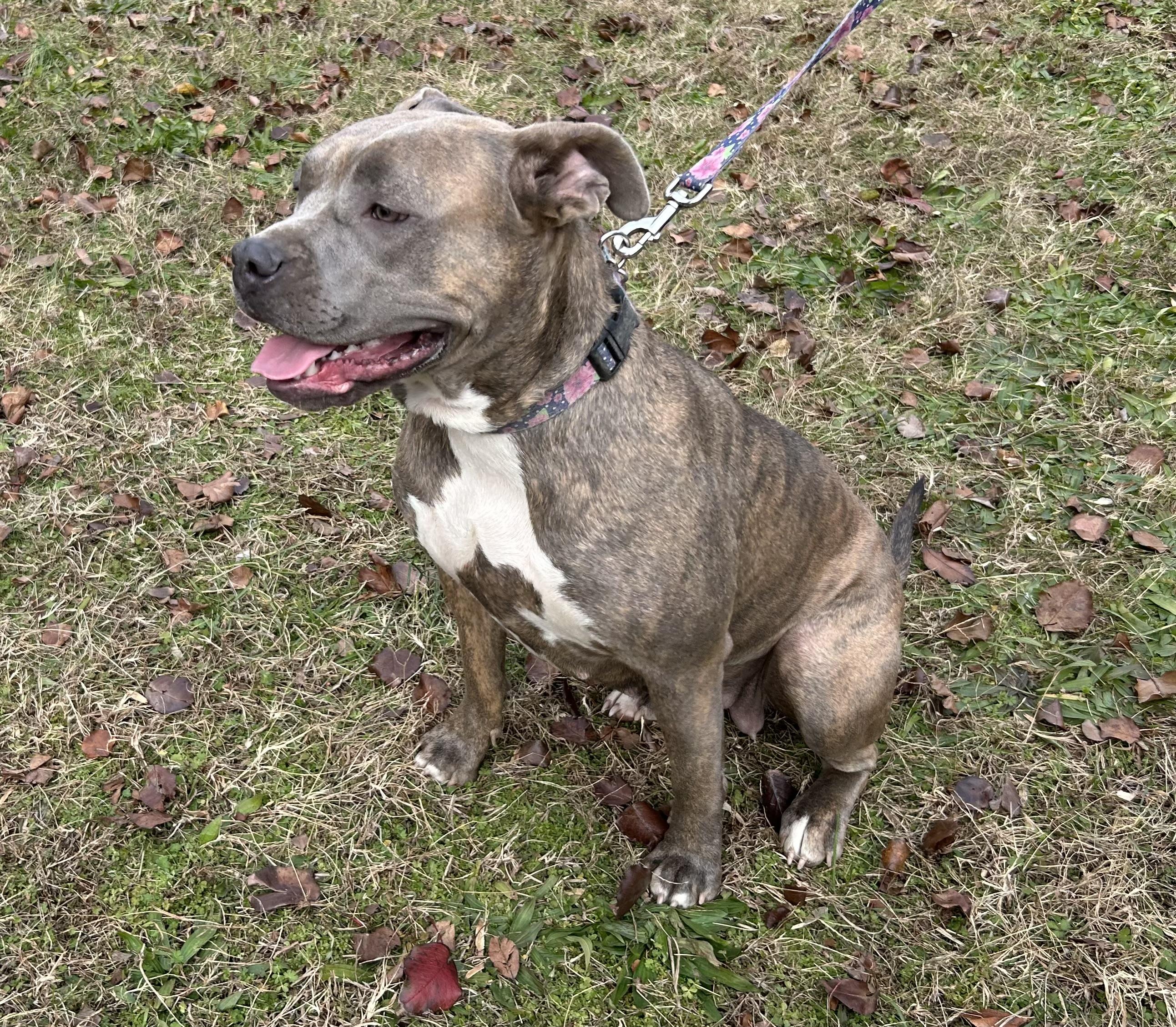 Daisy, a Adoptable mixed breed in Sequatchie, TN image 2/2