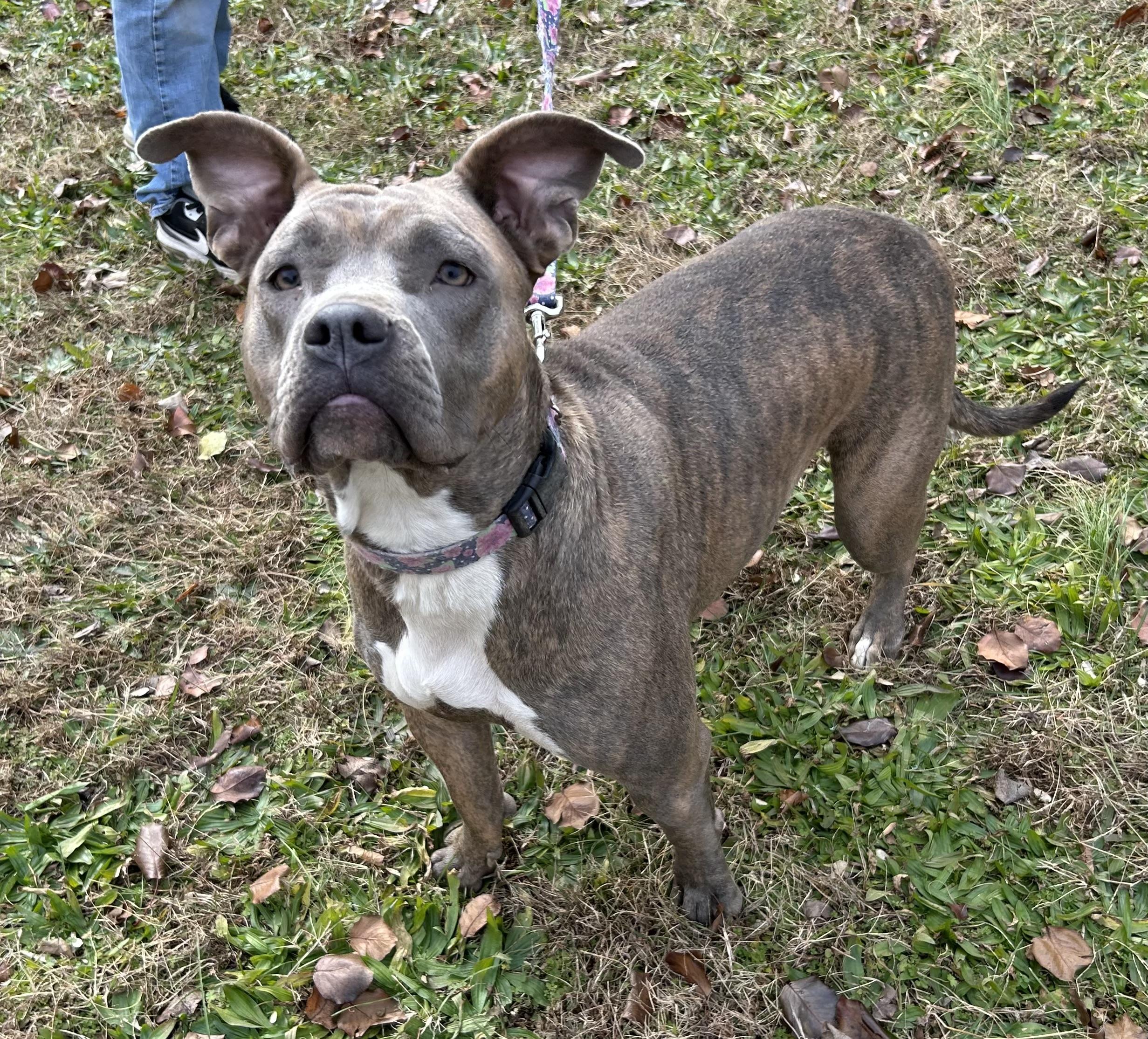 Daisy, a Adoptable mixed breed in Sequatchie, TN image 1/2